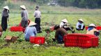 Lý do nên là một nhân viên làm việc trong trang trại tại Canada